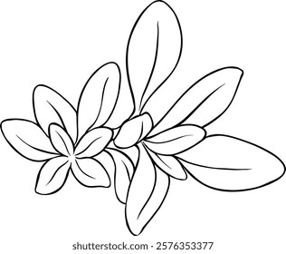 sage branch  vector isolated illustration