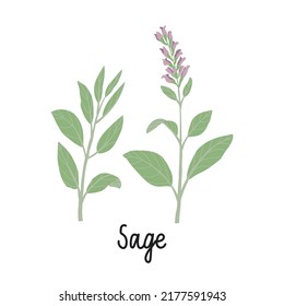 Ramas sabrosas con flores y hojas ilustraciones planas. Con la inscripción - Sage. Vector aislado en blanco.