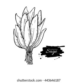 Sage Bunch Vector Drawing. Isolated Sage Leaves Bunch. Herbal Engraved Style Illustration. Detailed Organic Product Sketch. Cooking Spicy Ingredient