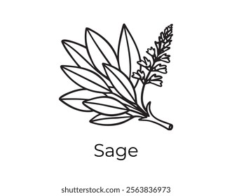 sage doodle hand drawn icon. Outline drawing plant organic natural cosmetic ingredient sage line clipart symbol . Vector illustration