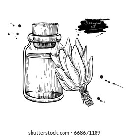 Sage essential oil bottle and sage leaves hand drawn vector illustration. Isolated plant drawing for Aromatherapy treatment, alternative medicine, beauty and spa, cosmetic ingredient.