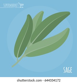 Sage flat design vector icon. Flavor spices and herbs menu template collection.