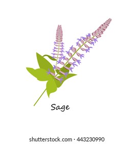 Sage flower. Botany Set herbs. Illustration of Flower isolated on a white background. Vector eps10