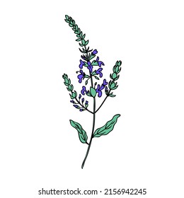 Vector de brunch de flor de salvia aislado en fondo blanco, hierba sanadora dibujada a mano, ilustraciones botánicas coloridas salvia officinalis, planta de diseño para cosméticos, salón de belleza, té envasado, medicina