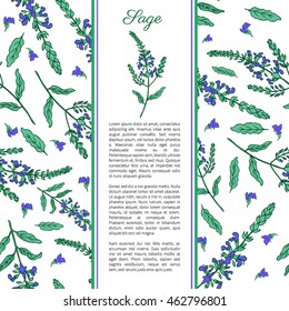 Sage flower hand drawn vector ink color sketch isolated on white, Doodle Healing plant, Vector seamless pattern, graphic floral texture background, frame for cosmetic, design package tea, wallpaper