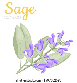 Sage flower isolated vector illustration, cartoon style colored clip-art.