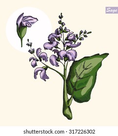 Sage and sage flower on a neutral background, color illustration