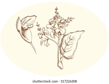 Sage and sage flower on a neutral background