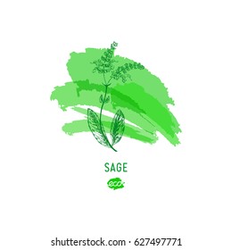  Sage flower vector illustration. Provence wildflowers. Medicinal herb. Hand drawn herbs icon on a green watercolor spot, outline.