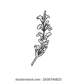 Sage flor vetor esboço. Desenhado à mão ilustração botânica preto e branco isolado no branco. Planta médica de Salvia. Para chá de ervas, cosméticos orgânicos projetos.