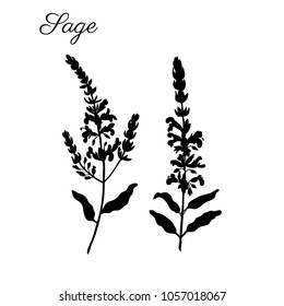 Sage flowers vector isolated on white background, Hand drawn healing herbs,  silhouette illustration salvia officinalis, design plant for cosmetic, beauty salon, package tea, medicine, organic food