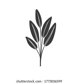 Sage glyph icon. Culinary herbs. Monochrome condiment vector illustration.