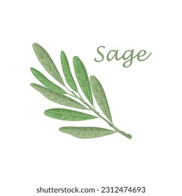 Sage, green sage leaf, vegetarian product, fresh salad greens. Vector illustration isolated on a white background. Healthy eating.