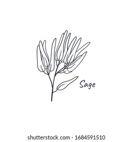 Sage hand drawn doodles. Culinary herbs. 