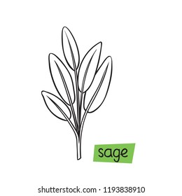 Sage hand drawn vector illustration. Culinary herbs.