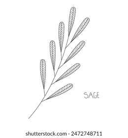 Sage herb doodle front view. Vector illustration wildflower line art. Hand drawing sage element for poster design, card, logo, etc. Sage icon.