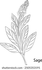 Sage Herb Garden concept, popular culinary herbs. For cosmetics, store, health care, tag label, food design, Hand drawn in thin line style