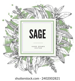 Sage herb hand drawn card or label design with bunch of sprouts of sage aromatic plant, engraving or sketch style vector illustration on white background.