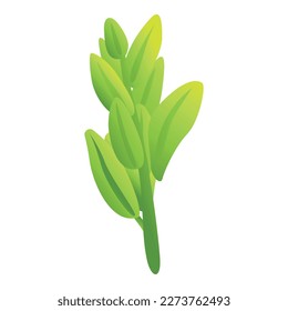 Sage herb icon cartoon vector. Leaf plant. Herbal salvia