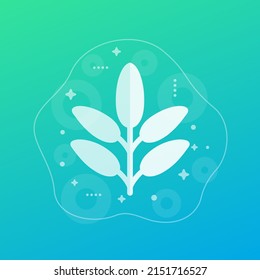 Sage herb icon, vector design