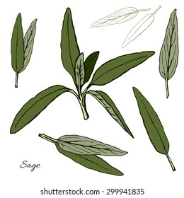 Sage herb and leaf.
Hand drawn sketch.
Vector illustration.