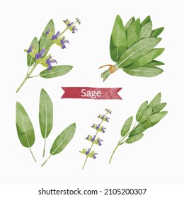 Sage Herb Leaves Elements Set, Watercolour Style Vector Illustration.	