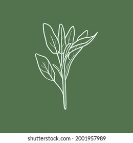 Sage Herb Line Vector Illustration. Detailed Food Icon For Mobile Concept, Print, Menu, And Web Apps. For For Restaurant, Bar, Vegan, Healthy And Organic Food, Market, Farmers Market.