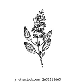 Sage herb esboço ilustração. Desenho botânico saudável em estilo de gravação para culinária orgânica, cuidados com o jardim e aromaterapia. Clipart de vetor desenhado à mão