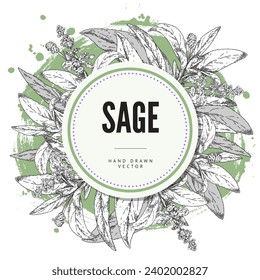 Hierba de salvia, composición de diseño redondo en forma de esbozo dibujado a mano, ilustración vectorial sobre fondo blanco. Marco con elemento botánico. Arte decorativo de la salvia, planta de estilo grabado. Ingrediente de especias