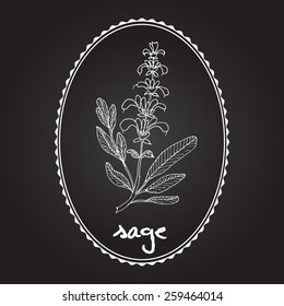 Sage herb. Vector illustration