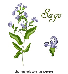 Sage herb. Vector illustration. Color sage vector isolated.  Hand drawn illustration medicinal herbs for print, decoration, image, design, label, wrappin.