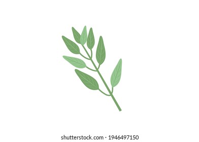 Sage herb vector Illustration on white Background