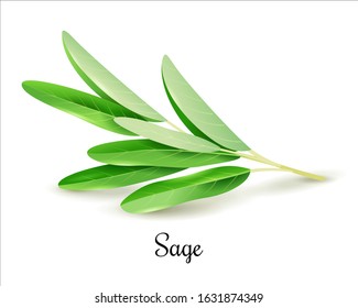 Sage herb vector illustration. Realistic detailed green fresh spicy twig on a white background.