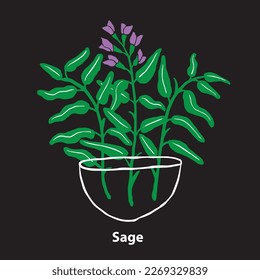 Sage herb for western recipes cuisine food to make to make the food delicious