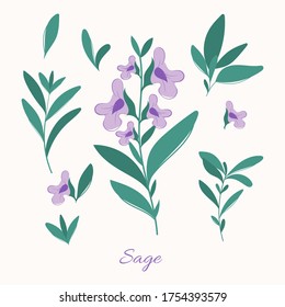 Sage herbs leaves and flowers. Blooming sage illustration.
