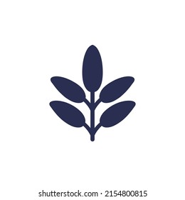 Sage Icon On White, Vector