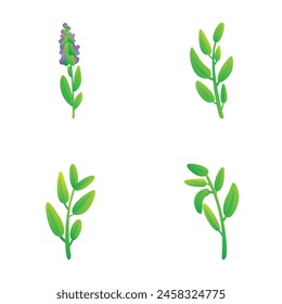 Sage icons set cartoon vector. Sprig of sage with flower and leaf. Healthy herbal plant