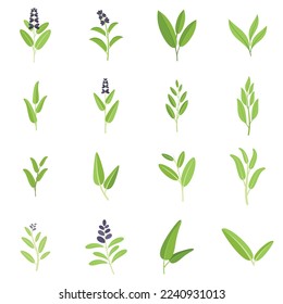 Sage icons set flat vector. Flower leaf. Garden health isolated