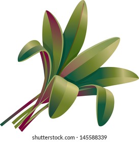 Sage leaf