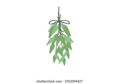 Hierba de la hoja de salvia Ilustración vectorial aislada en fondo blanco