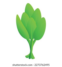 Vector de caricatura de icono de hoja de salvia. Planta de hierbas. Verde aromático