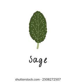 Hoja de salvia de hierbas picantes. Ilustración vectorial de estilo plano aislado sobre fondo blanco. La hierba aromática de la familia de la menta se utiliza en muchos alimentos y salchichas.