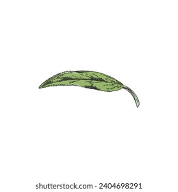 Sage leaf, vector illustration isolated on white background. Hand drawn green color sketch, botanical element. Decorative colored line art of salvia, engraved style plant. Spice ingredient