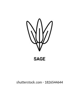 sage, leaf vector line icon