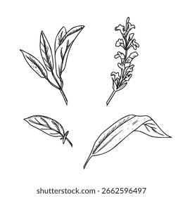 Folhas sábias e flores ajustadas. Ilustração botânica vetorial isolada sobre um fundo. Esboço desenhado à mão da planta médica de Salvia. Para chá de ervas, cosméticos orgânicos e projetos de produtos.