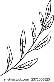 Sage Leaves Hand Drawn Isolated Vector