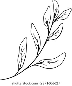 Sage Leaves Hand Drawn Isolated Vector
