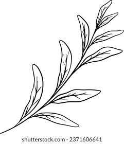 Sage Leaves Hand Drawn Isolated Vector