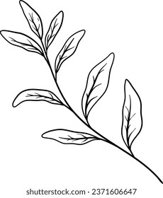 Sage Leaves Hand Drawn Isolated Vector