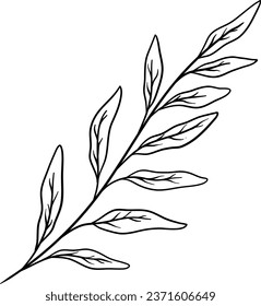 Sage Leaves Hand Drawn Isolated Vector